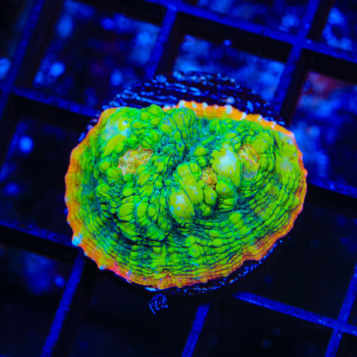 TSA Crocodile Smile Chalice Coral