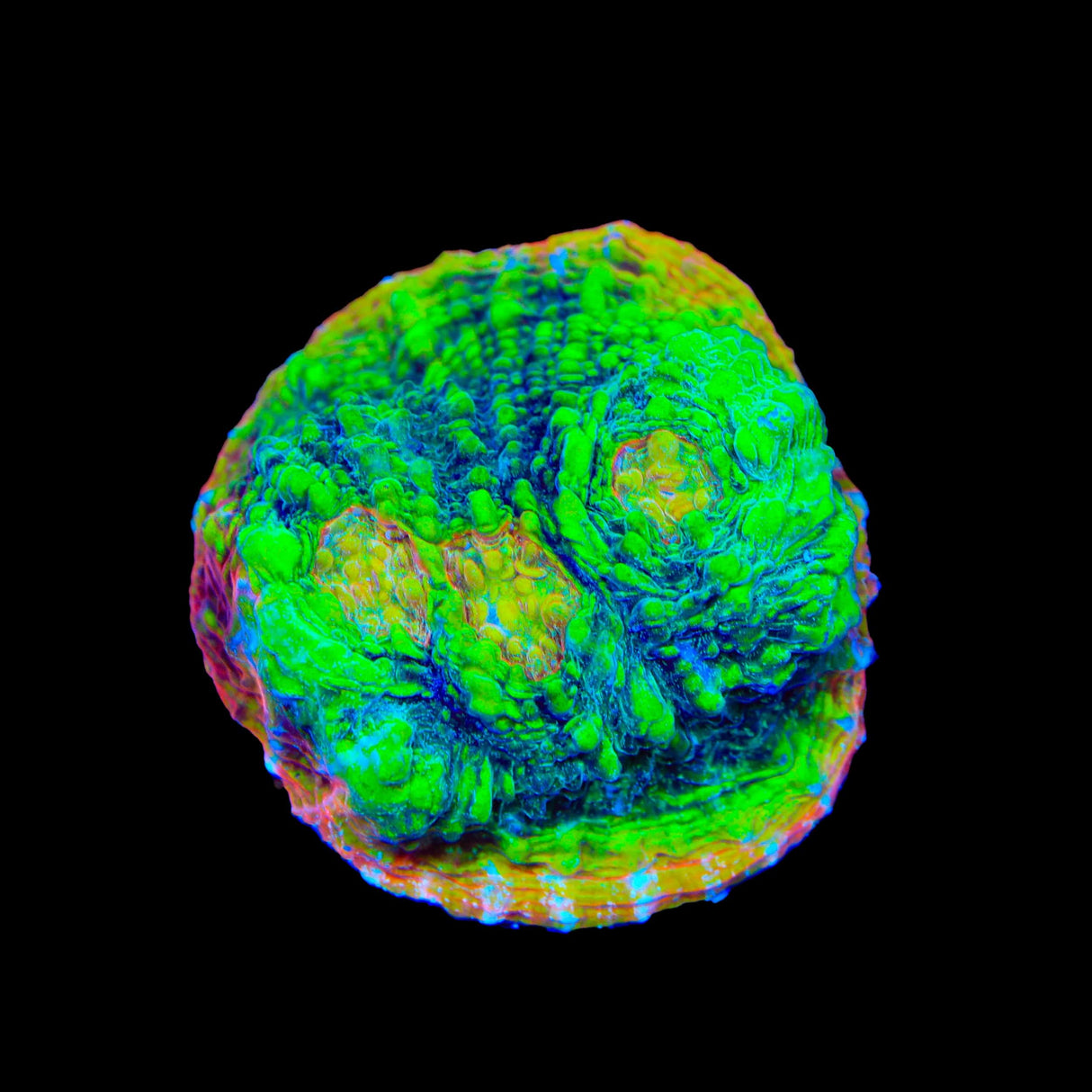 TSA Crocodile Smile Chalice Coral
