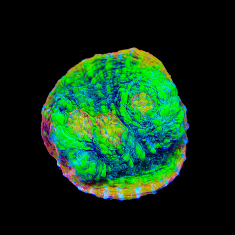 TSA Crocodile Smile Chalice Coral