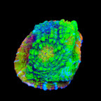TSA Crocodile Smile Chalice Coral