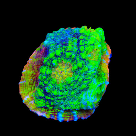 TSA Crocodile Smile Chalice Coral