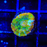 TSA Crocodile Smile Chalice Coral