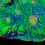 TSA Crocodile Smile Chalice Coral