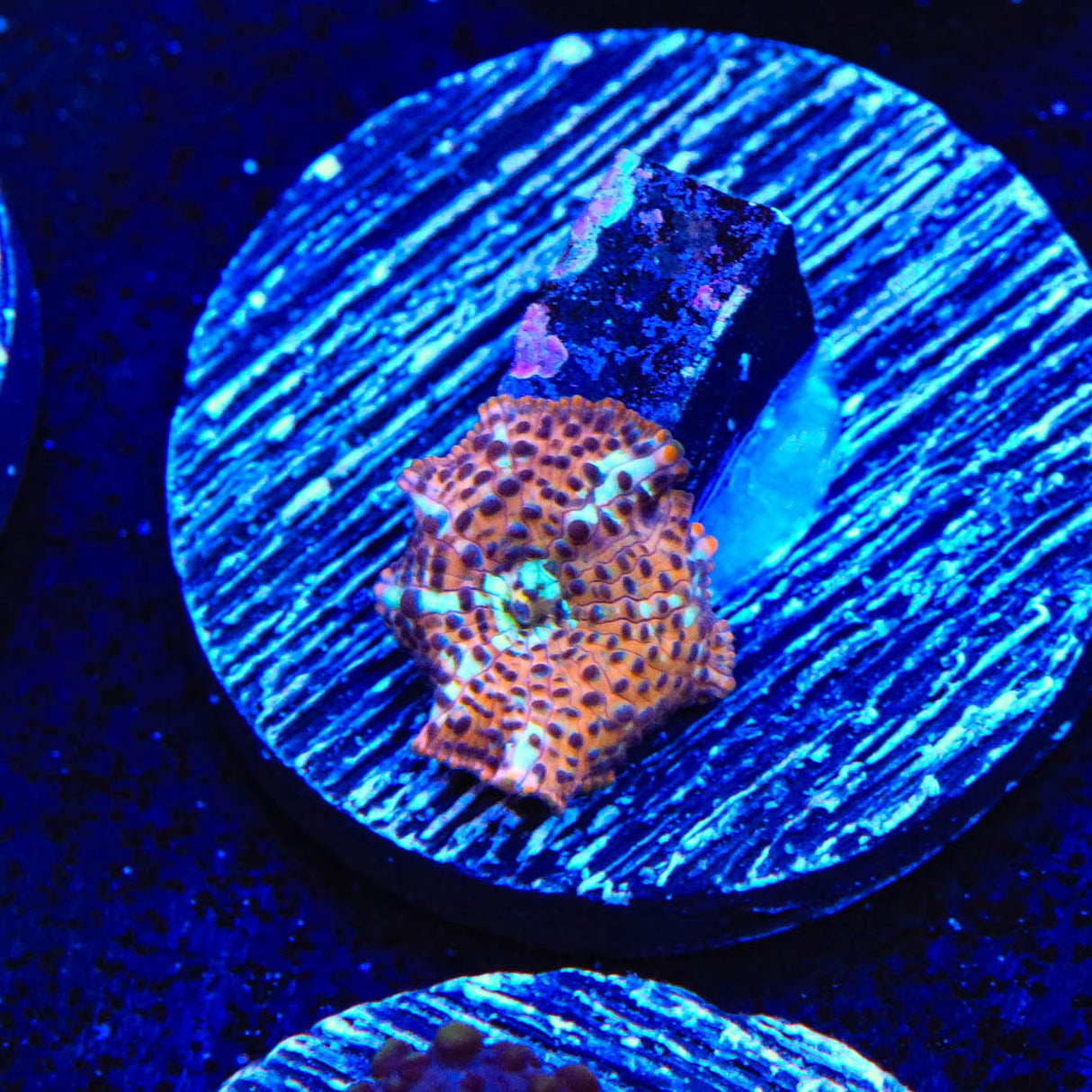 TSA Crossfire Mushroom Coral