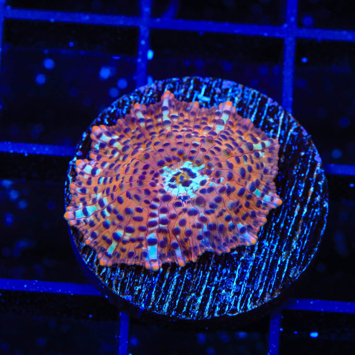 TSA Crossfire Mushroom Coral