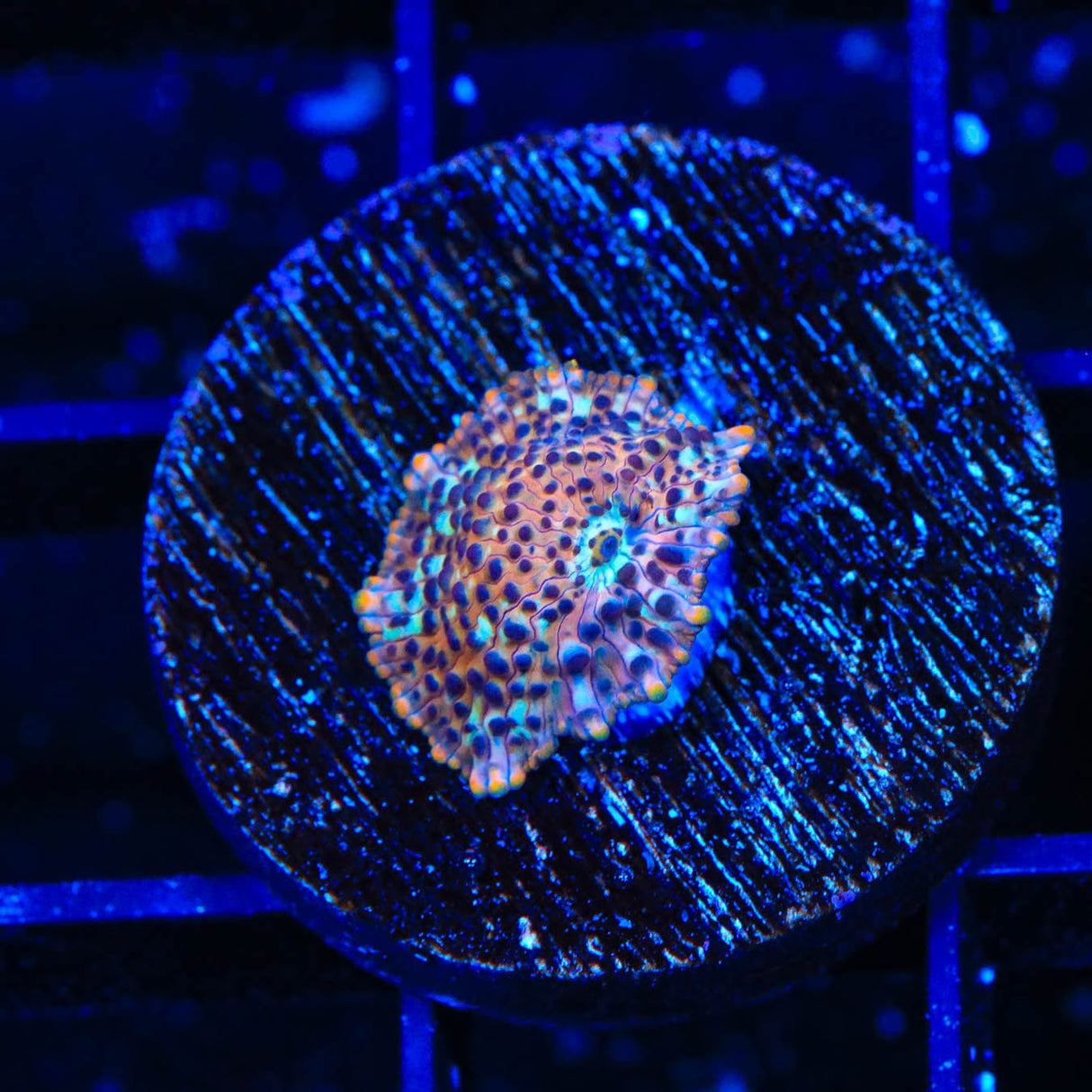 TSA Crossfire Mushroom Coral