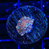 TSA Crossfire Mushroom Coral