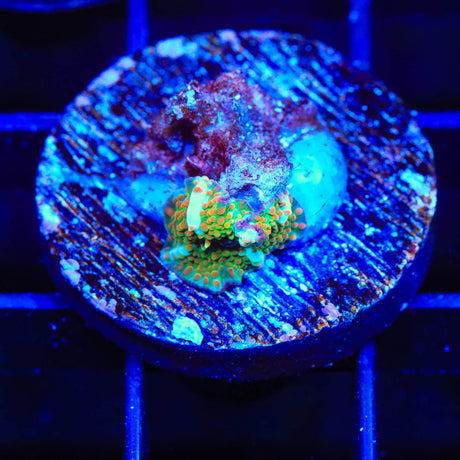 TSA Crossfire Mushroom Coral
