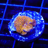 TSA Crossfire Mushroom Coral