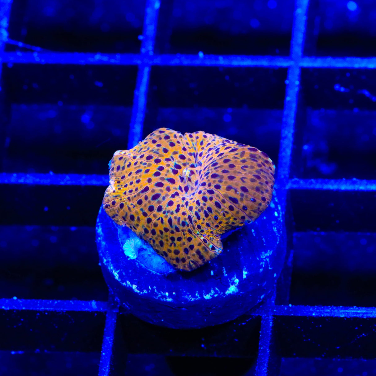 TSA Crossfire Mushroom Coral