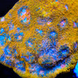 TSA Crown Jewels Chalice Coral