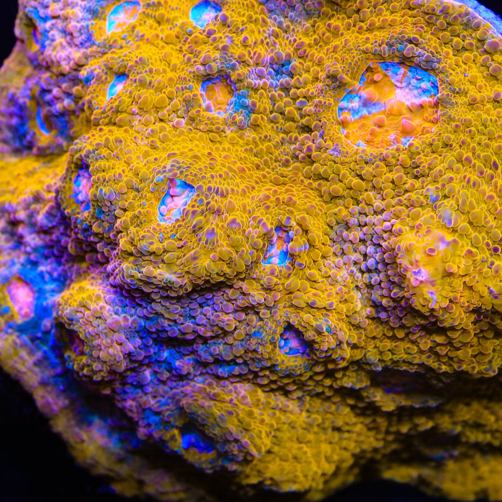 TSA Crown Jewels Chalice Coral