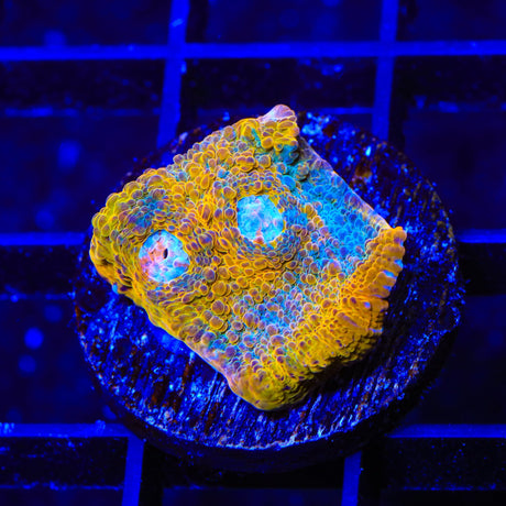 TSA Crown Jewels Chalice Coral