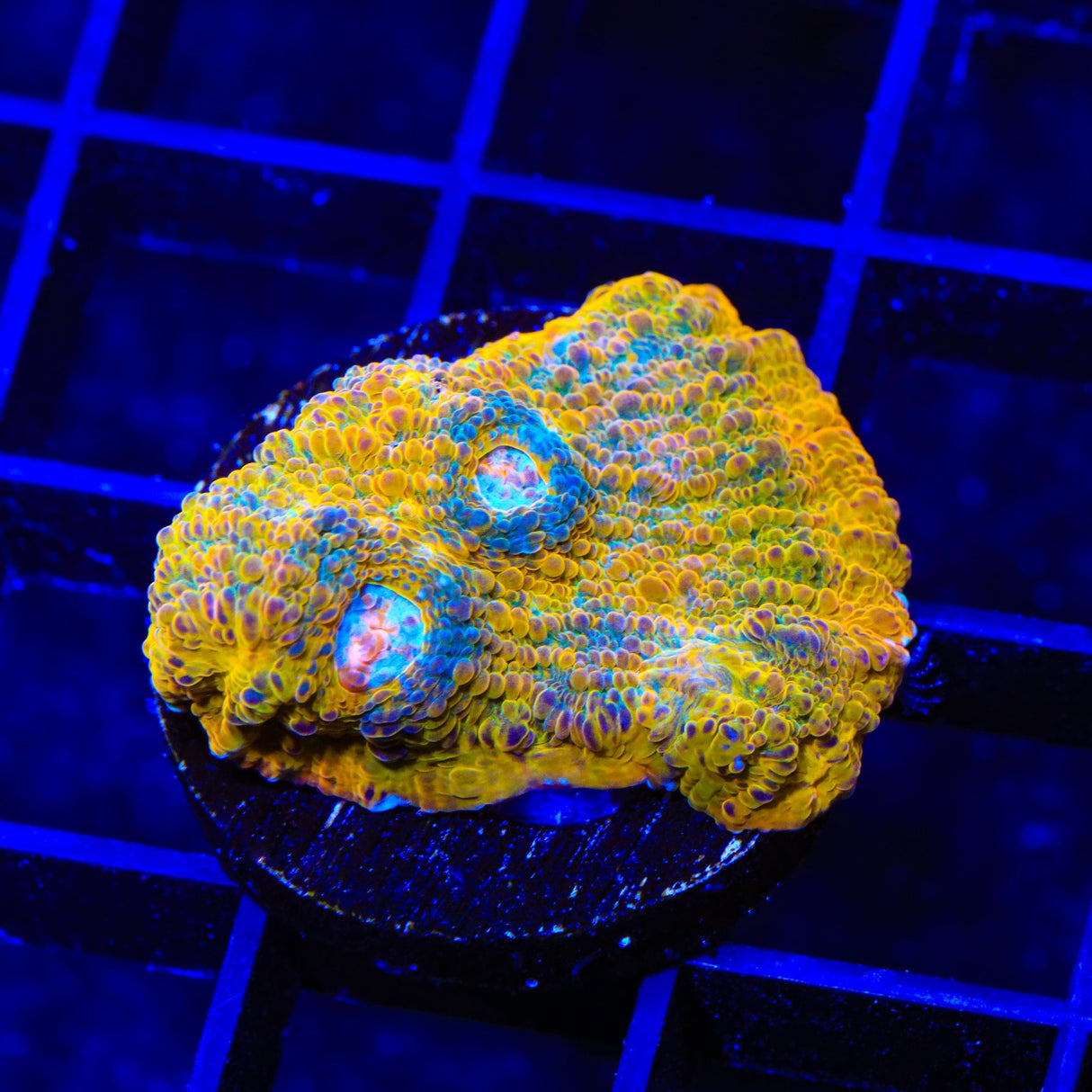 TSA Crown Jewels Chalice Coral