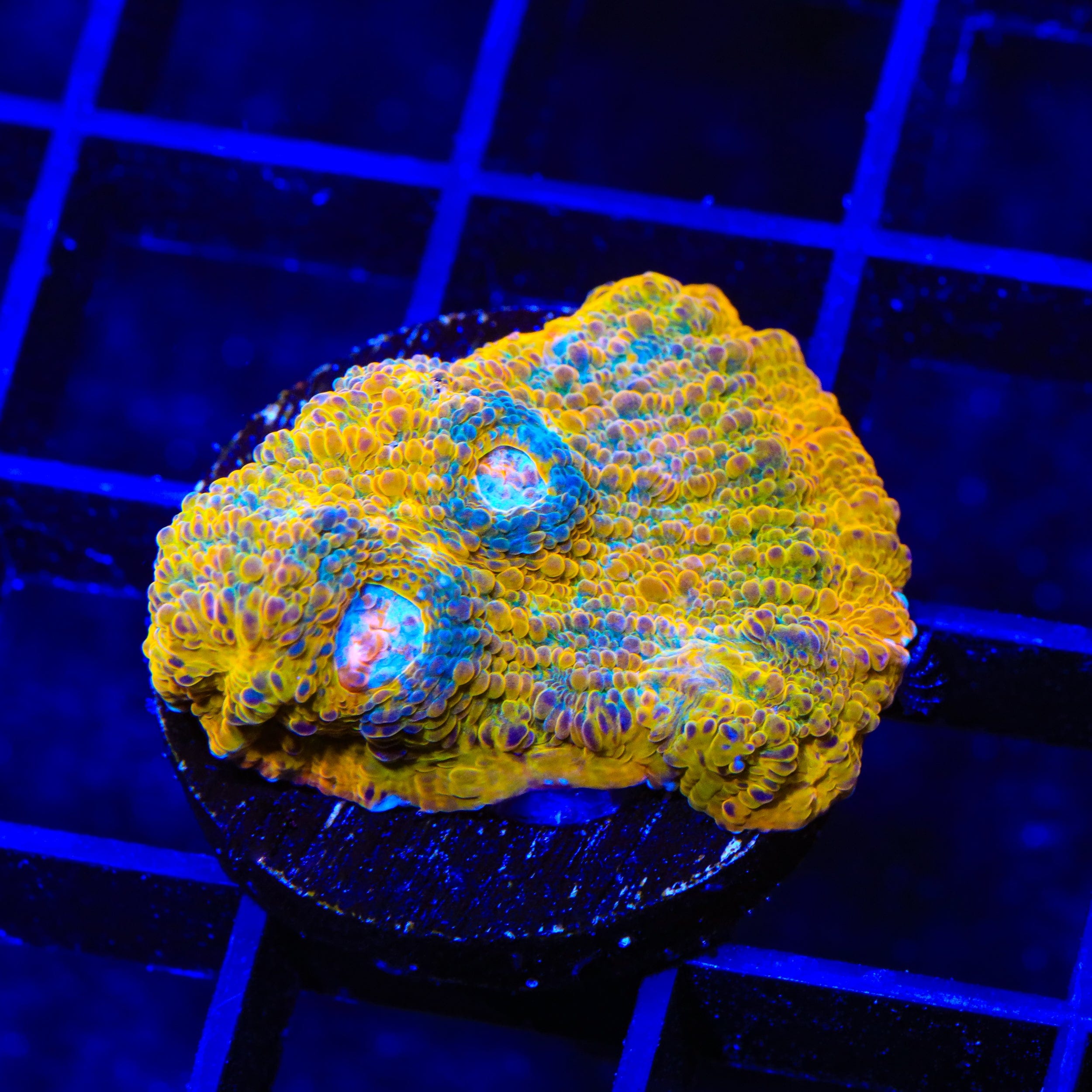 TSA Crown Jewels Chalice Coral