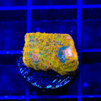 TSA Crown Jewels Chalice Coral