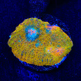 TSA Crown Jewels Chalice Coral