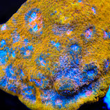 TSA Crown Jewels Chalice Coral