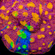 TSA Crunch Berry Chalice Coral