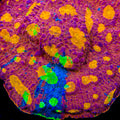 TSA Crunch Berry Chalice Coral