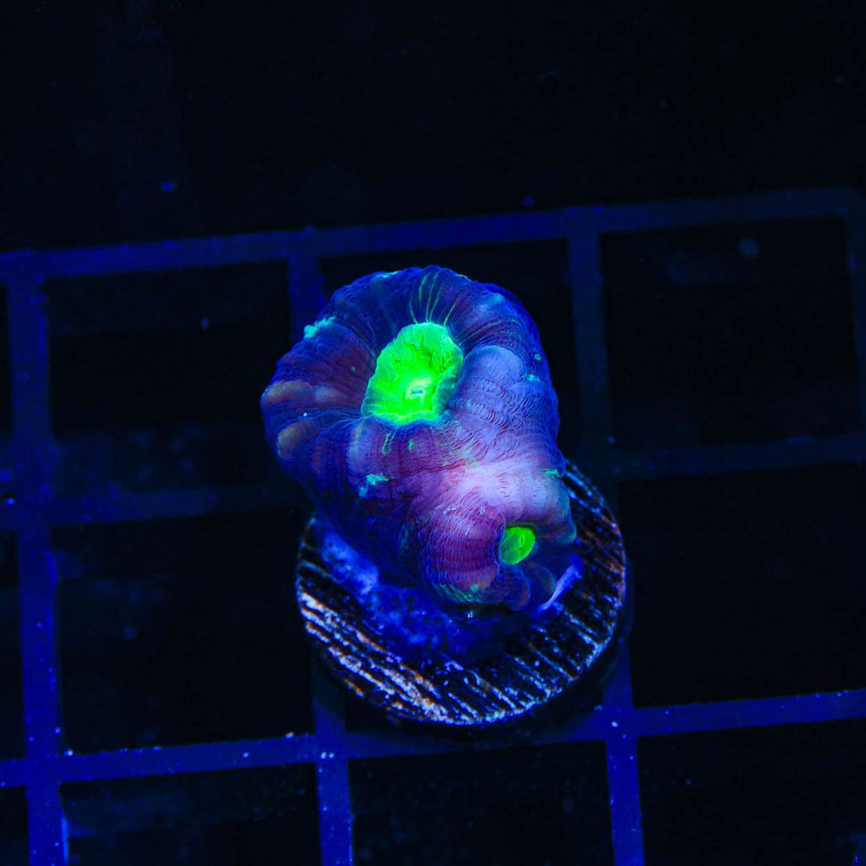 TSA Cursed Candy Cane Coral