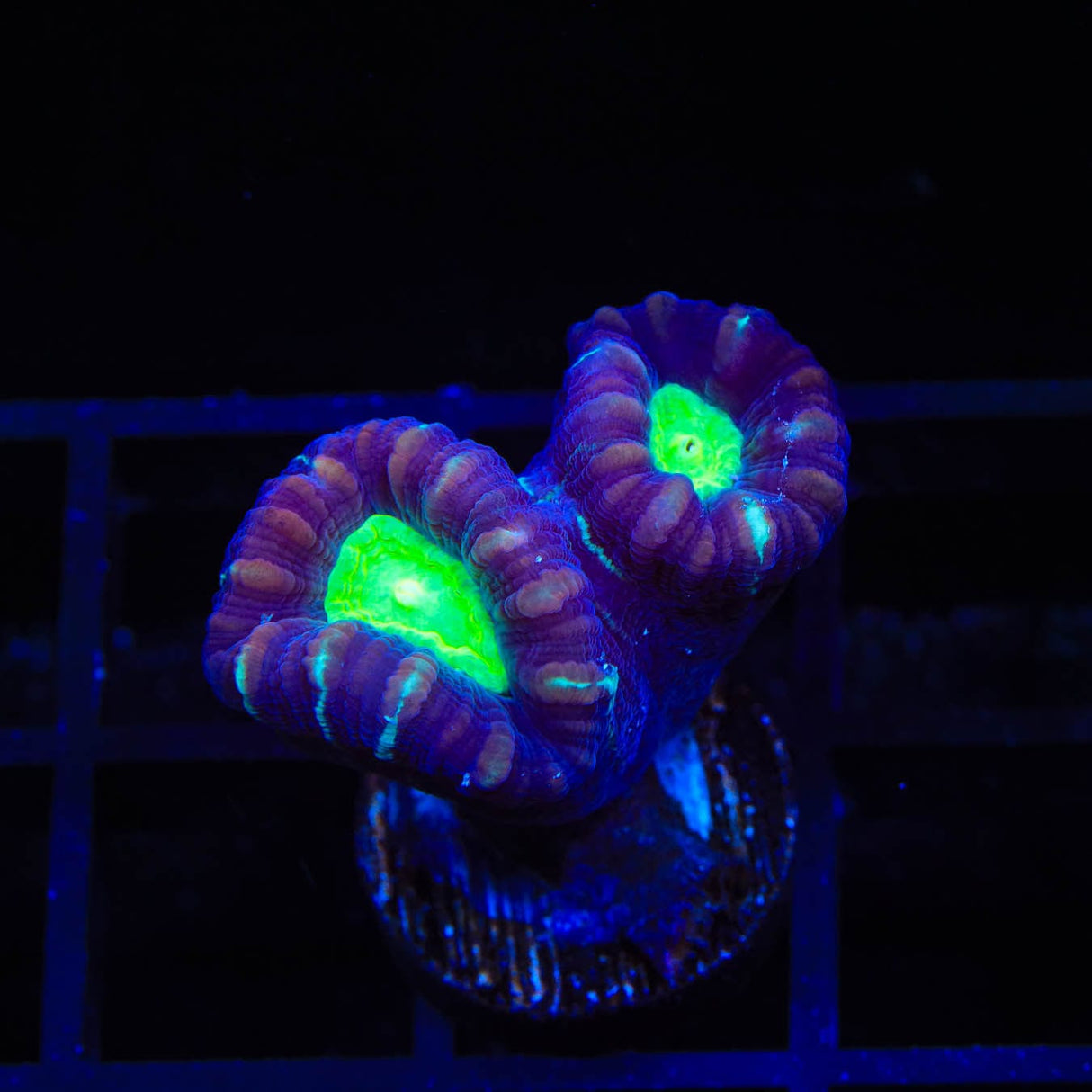 TSA Cursed Candy Cane Coral