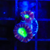 TSA Cursed Candy Cane Coral