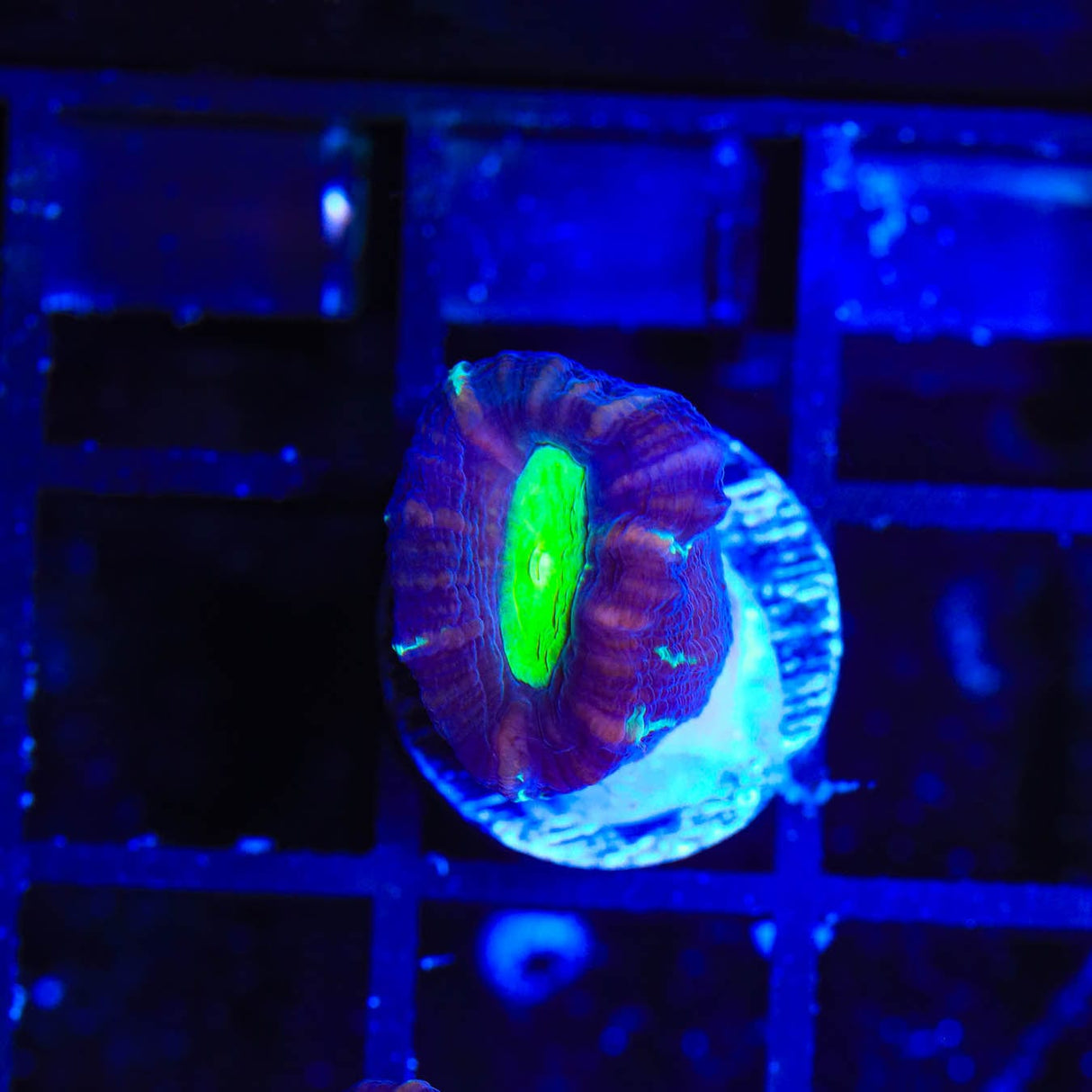 TSA Cursed Candy Cane Coral