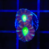 TSA Cursed Candy Cane Coral