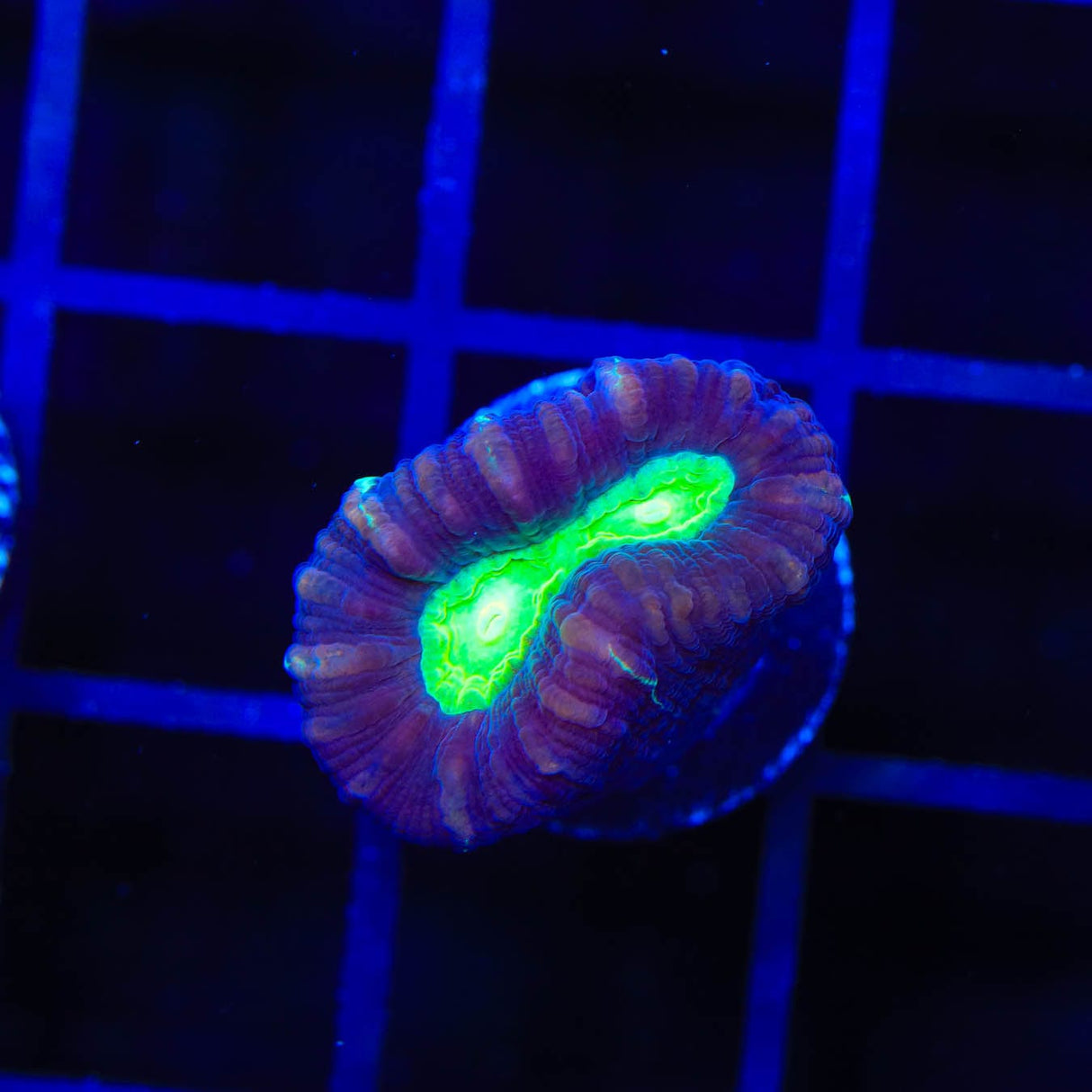 TSA Cursed Candy Cane Coral