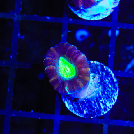 TSA Cursed Candy Cane Coral