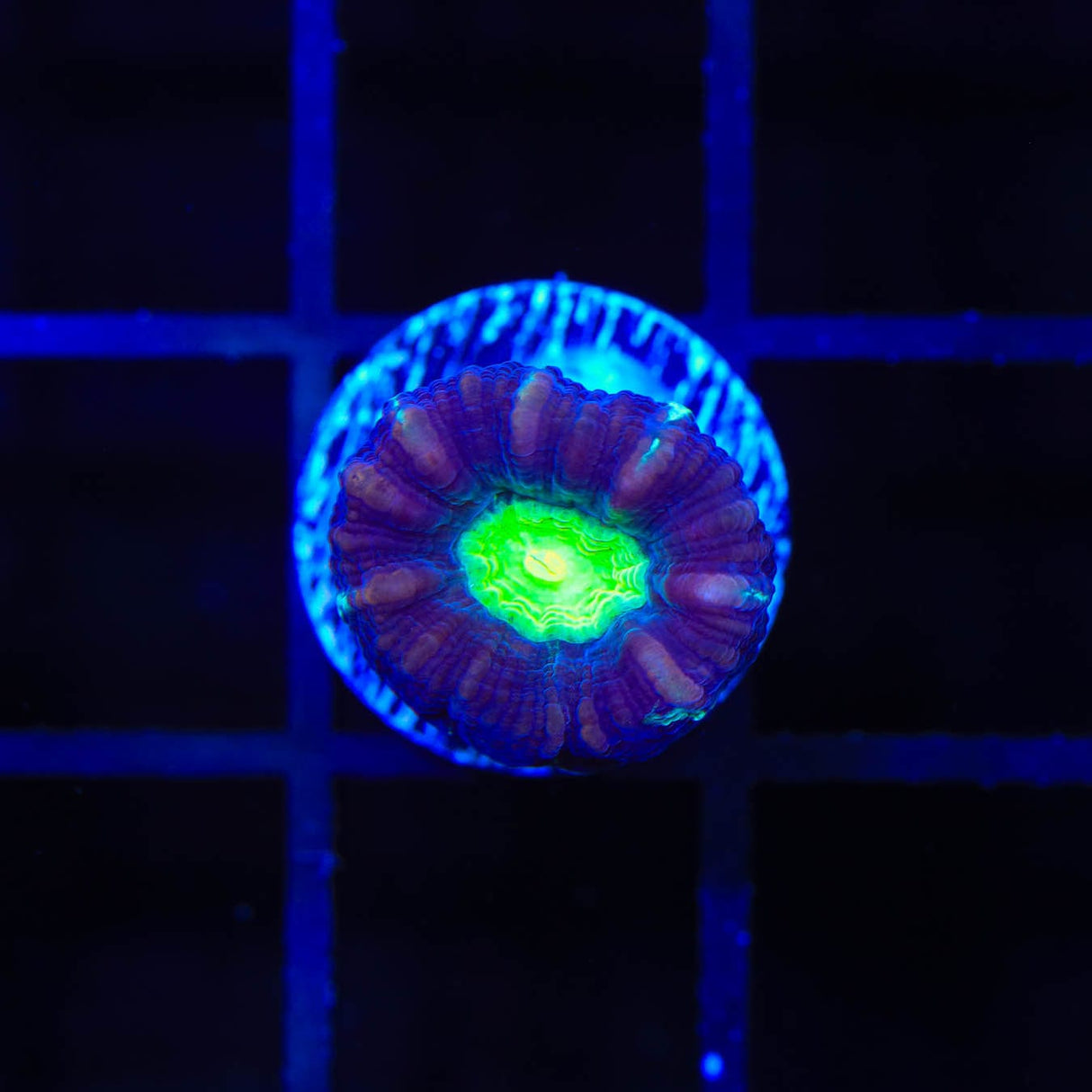 TSA Cursed Candy Cane Coral