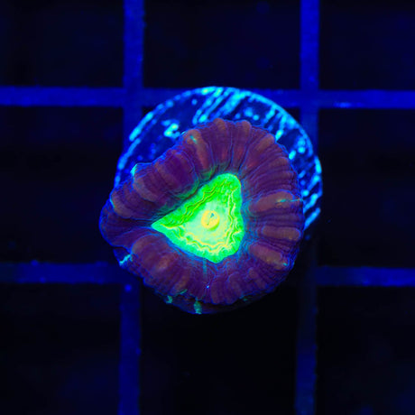 TSA Cursed Candy Cane Coral