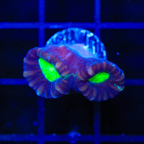 TSA Cursed Candy Cane Coral