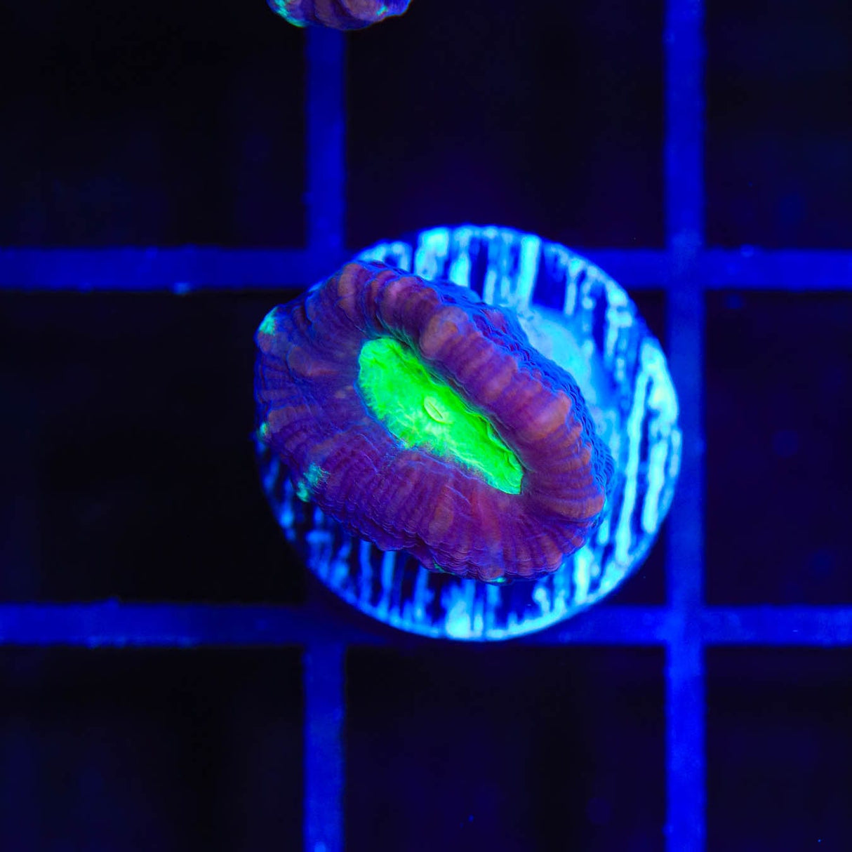 TSA Cursed Candy Cane Coral