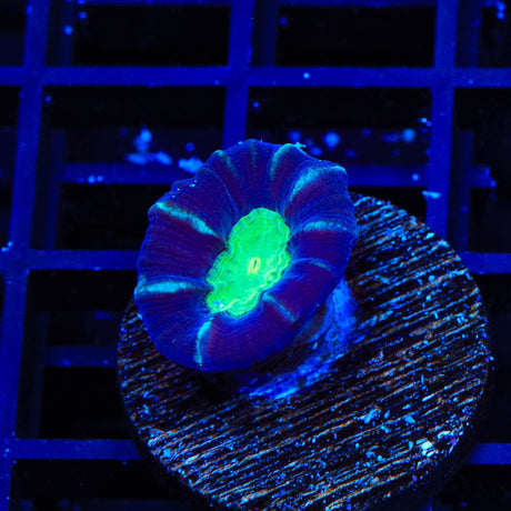 TSA Cursed Candy Cane Coral