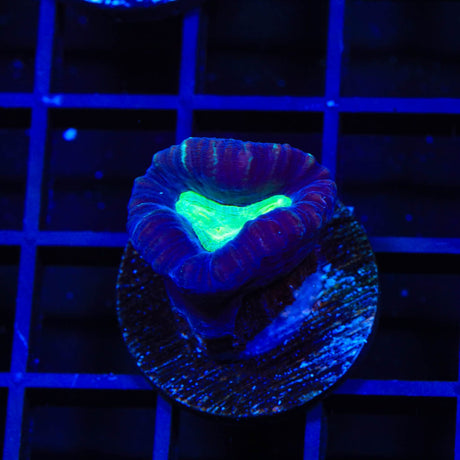 TSA Cursed Candy Cane Coral