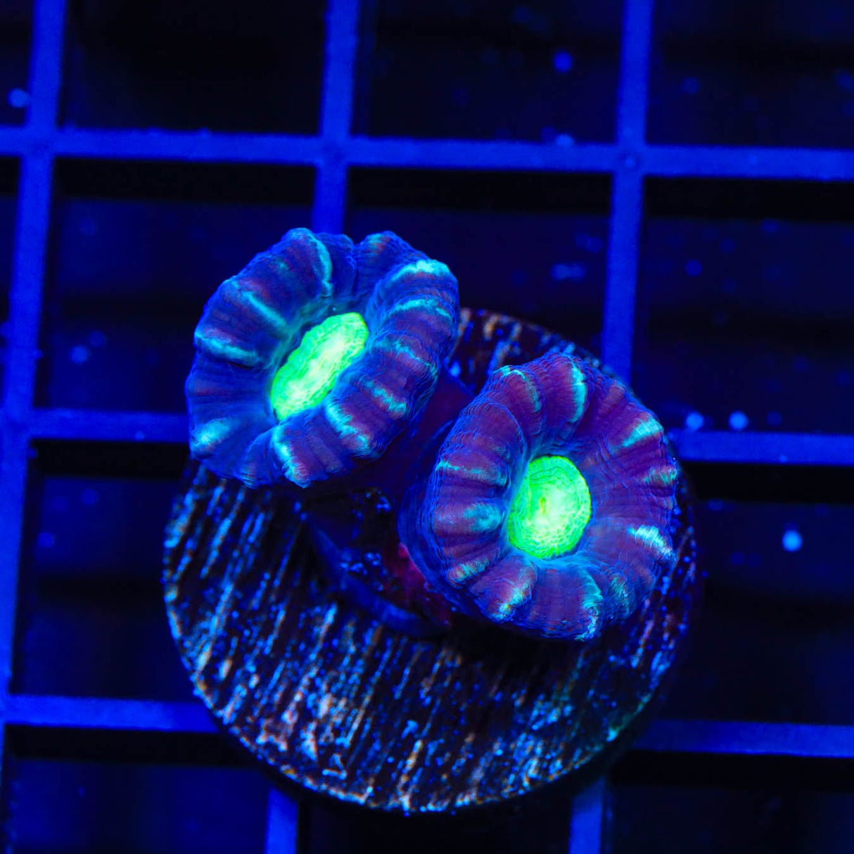 TSA Cursed Candy Cane Coral