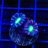 TSA Cursed Candy Cane Coral