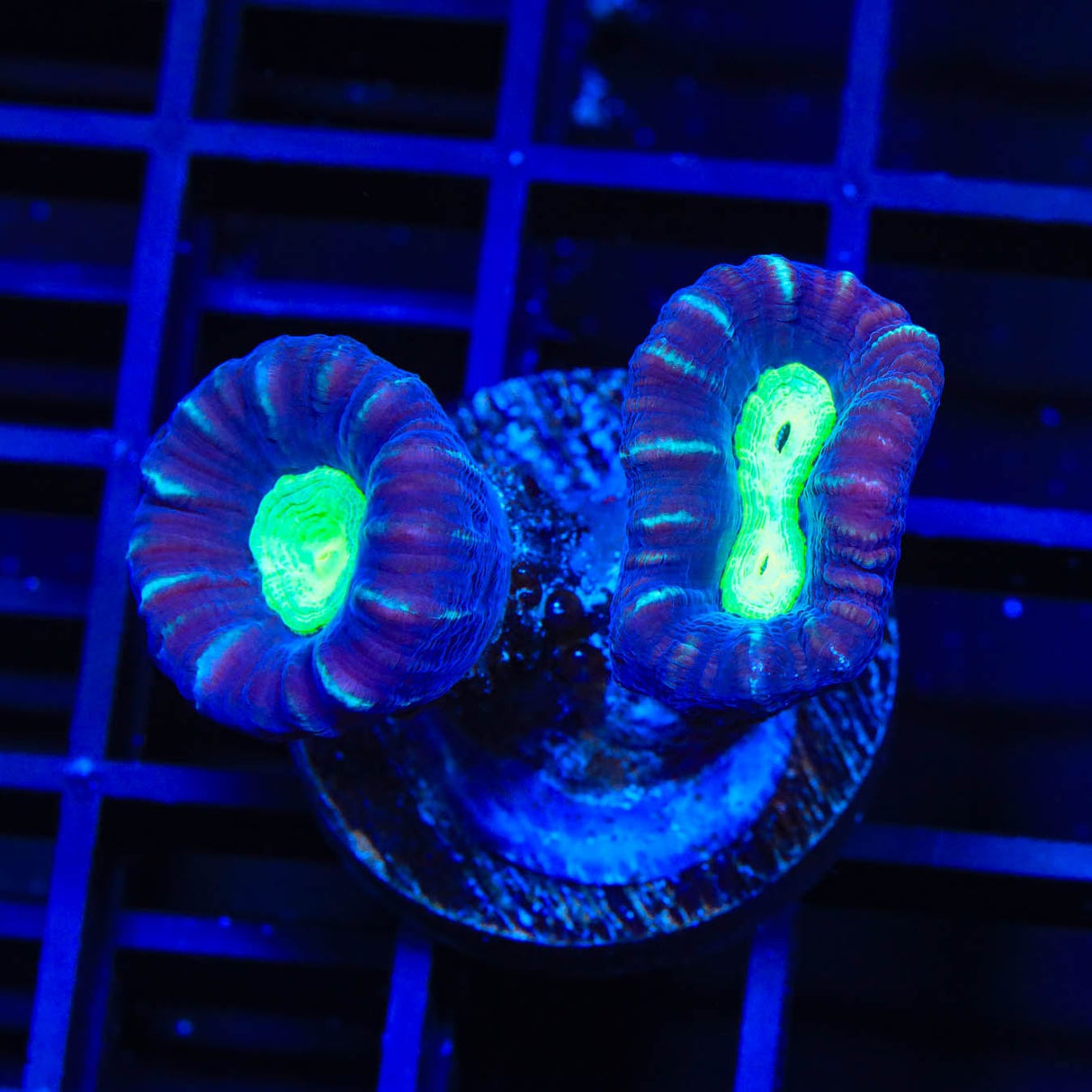 TSA Cursed Candy Cane Coral