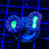TSA Cursed Candy Cane Coral