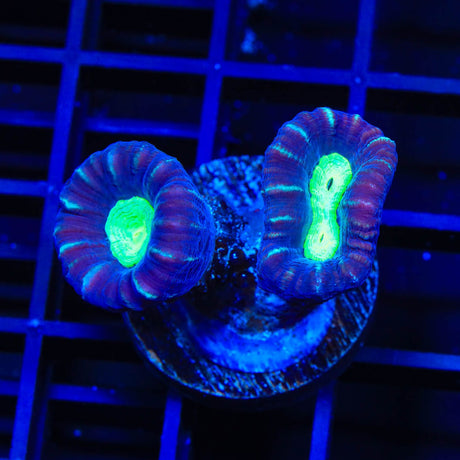 TSA Cursed Candy Cane Coral