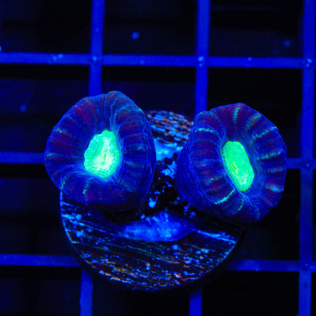 TSA Cursed Candy Cane Coral