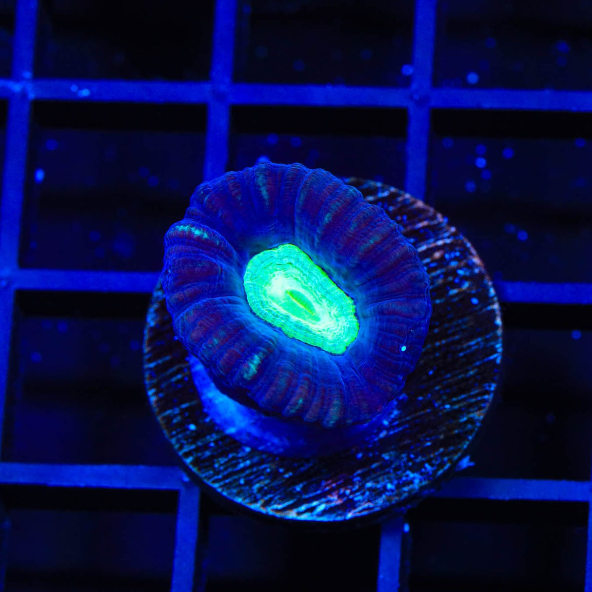 TSA Cursed Candy Cane Coral