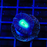 TSA Cursed Candy Cane Coral