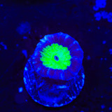 TSA Cursed Candy Cane Coral