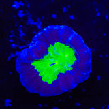 TSA Cursed Candy Cane Coral