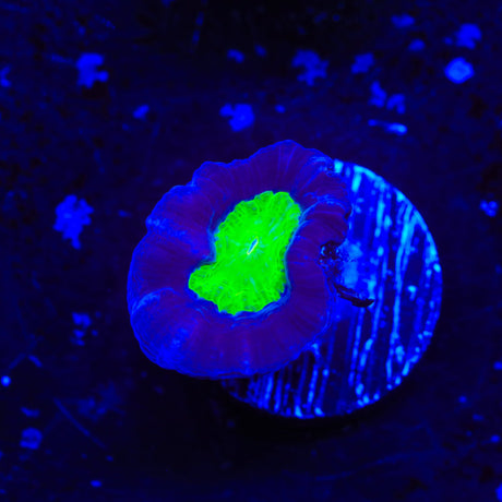 TSA Cursed Candy Cane Coral