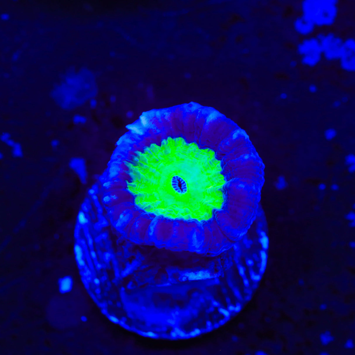 TSA Cursed Candy Cane Coral