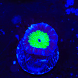 TSA Cursed Candy Cane Coral